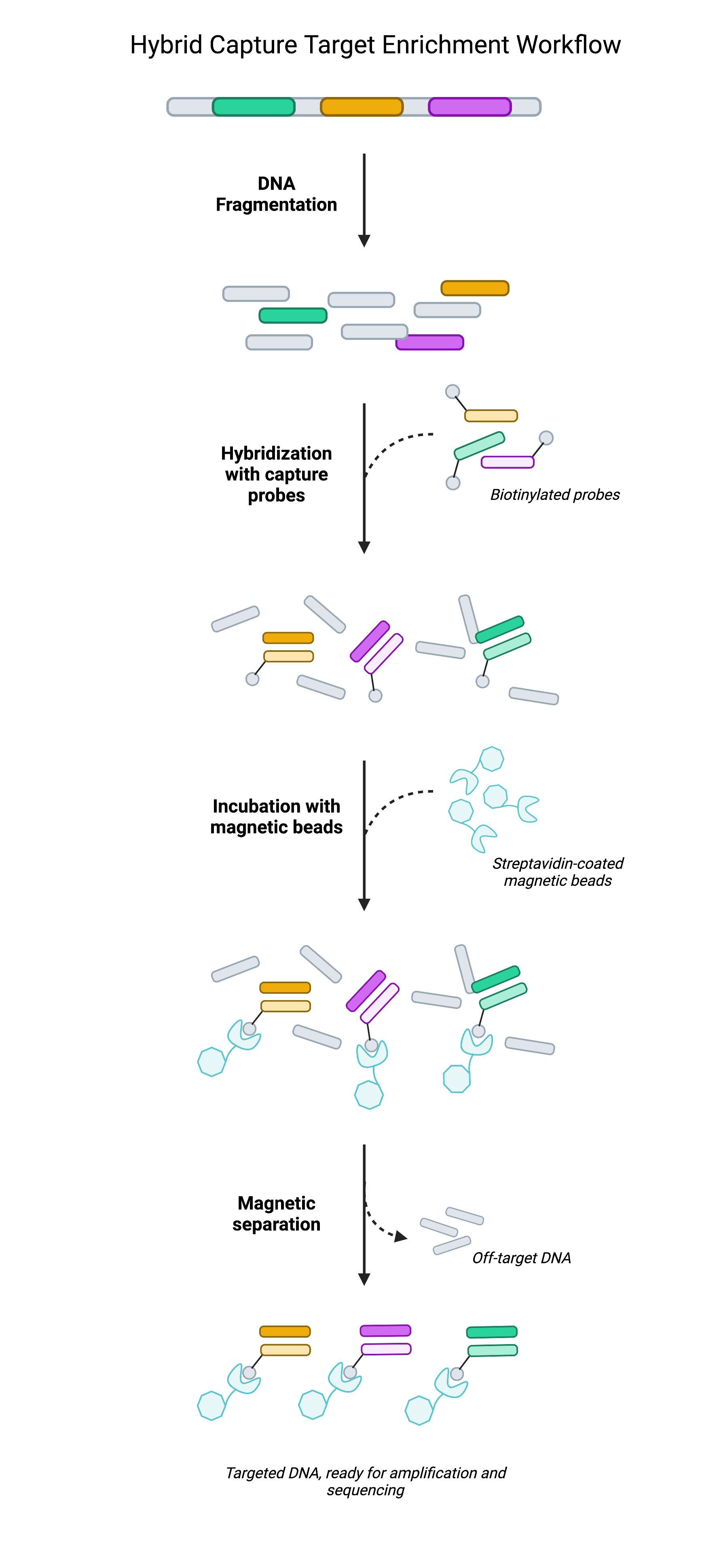 Basics Of Ngs Target Capture Twist Bioscience 